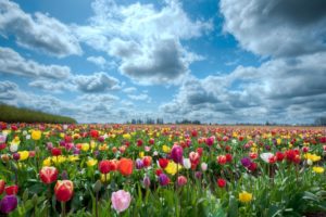 tulips, Beauty, Nature, Flower, Beautiful, Garden