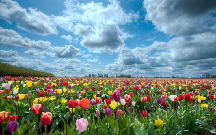 tulips, Beauty, Nature, Flower, Beautiful, Garden HD Wallpaper Desktop Background