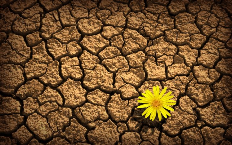 nature, Beauty, Flower, Beautiful, Yellow, Daisy, Desert HD Wallpaper Desktop Background