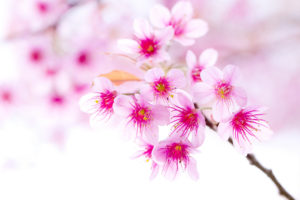 pink, Flower, Flowers, Blossom, Blossoms, Bokeh