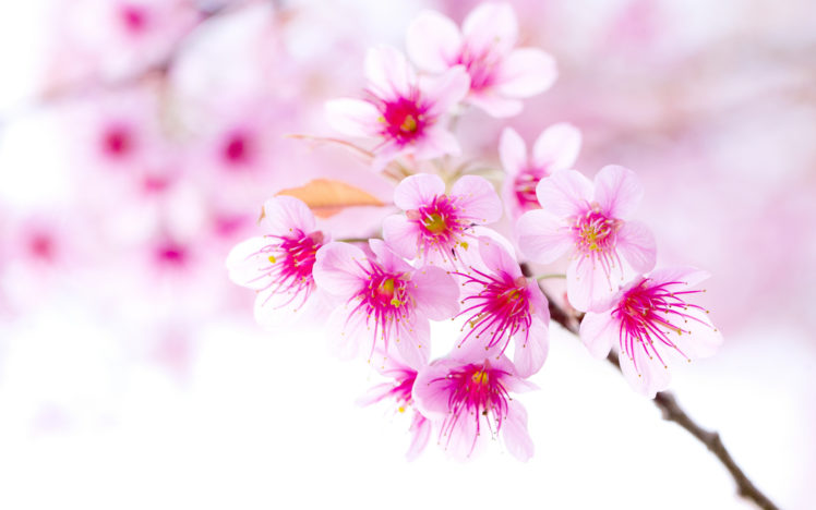 pink, Flower, Flowers, Blossom, Blossoms, Bokeh HD Wallpaper Desktop Background