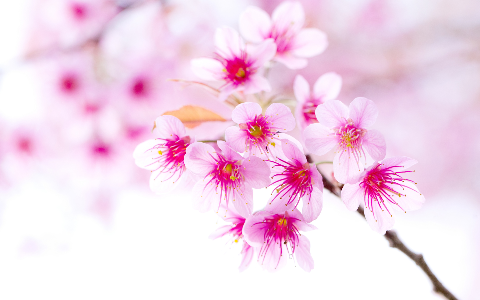 pink, Flower, Flowers, Blossom, Blossoms, Bokeh Wallpaper