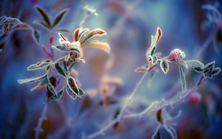 plants, Leaves, Leaf, Macro, Frost HD Wallpaper Desktop Background