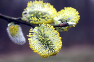 pollen, Flowers, Macro