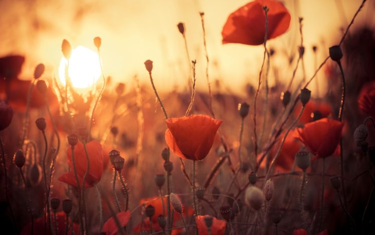 flowers, Poppies, Sun, Sunset, Sunrise, Bokeh HD Wallpaper Desktop Background