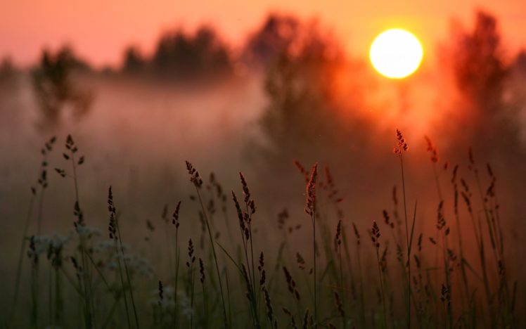 sunset, Sun, Forest, Grass, Macro HD Wallpaper Desktop Background