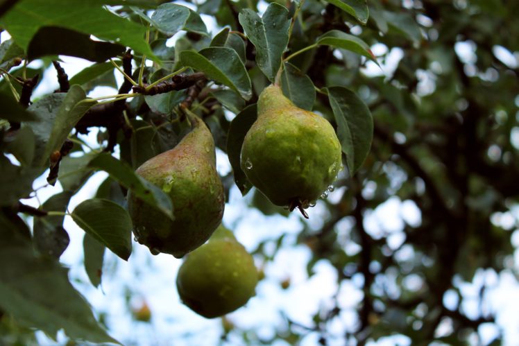 pear, Fruits, Tree, Rain, Drops, Morning, Summer HD Wallpaper Desktop Background