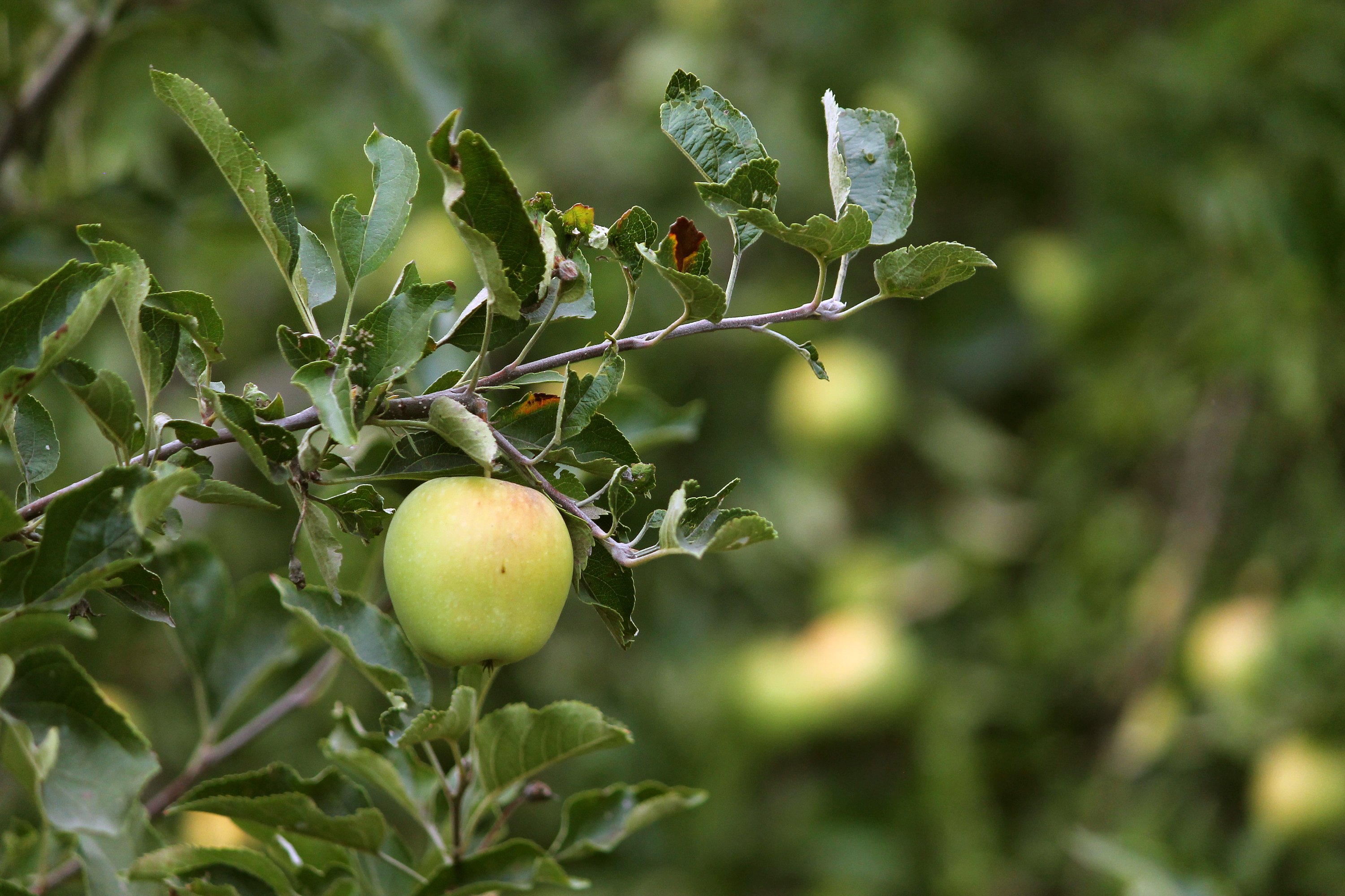 apple, Fruit, Tree, Garden, Branch, Summer Wallpaper