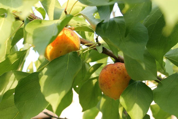 apricot, Fruits, Tasty, Ripe, Leaves, Summer HD Wallpaper Desktop Background