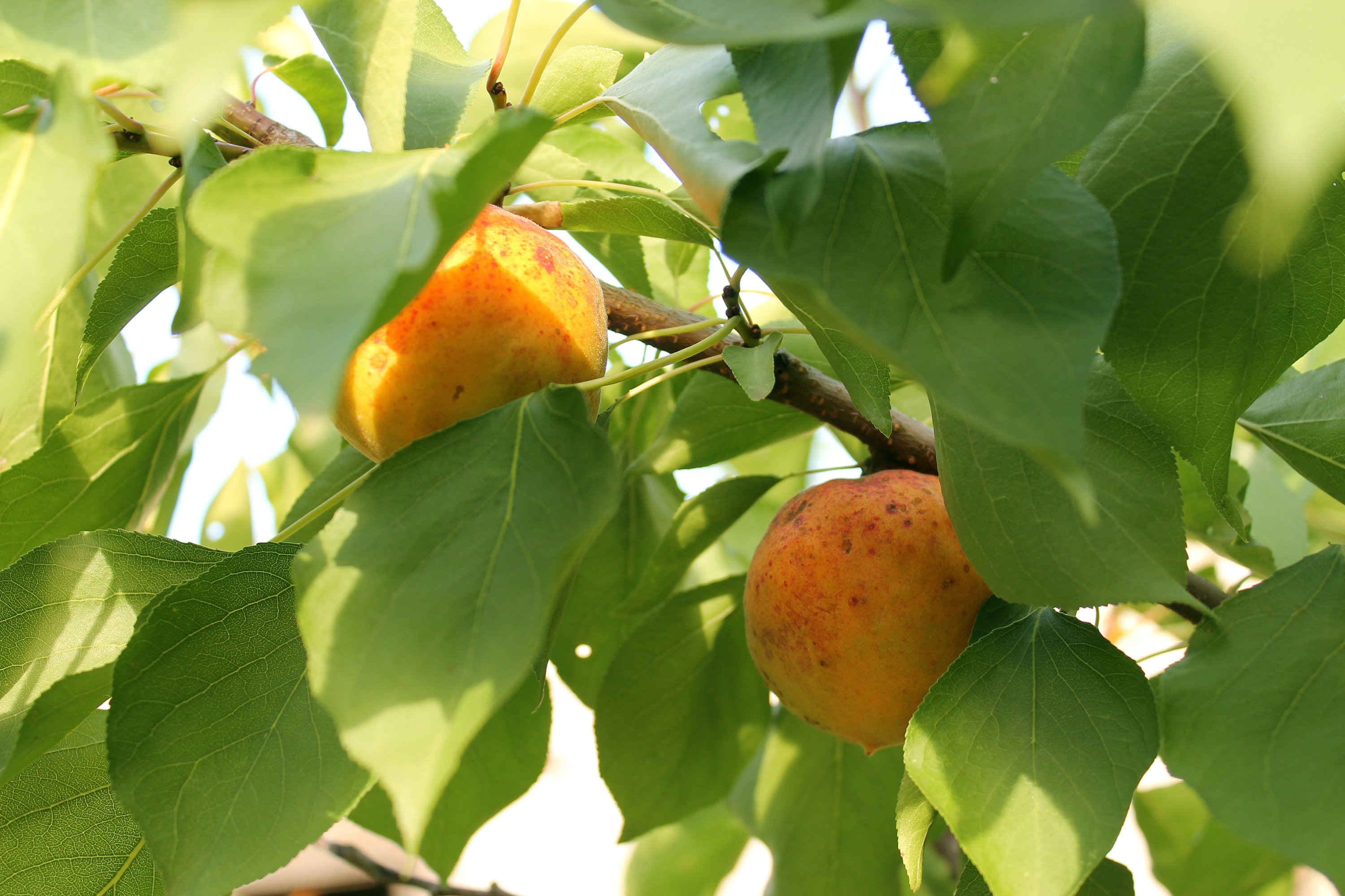 apricot, Fruits, Tasty, Ripe, Leaves, Summer Wallpaper