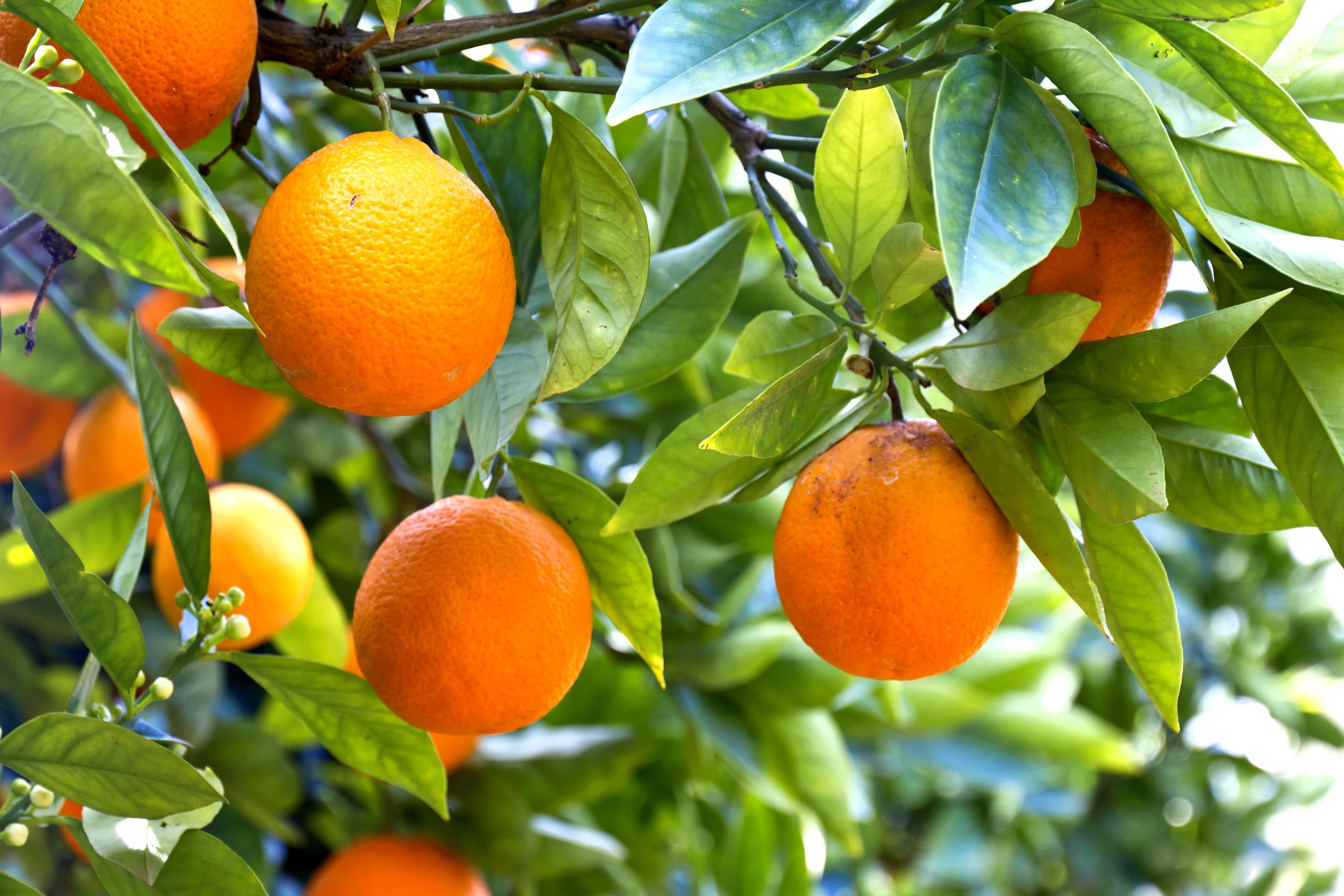 naranjas, Frutas, Arbol Wallpaper