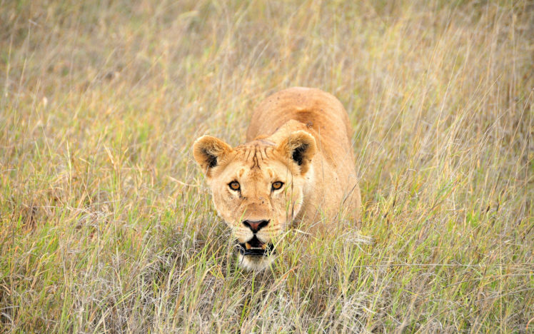 lion, Lions, Cat HD Wallpaper Desktop Background