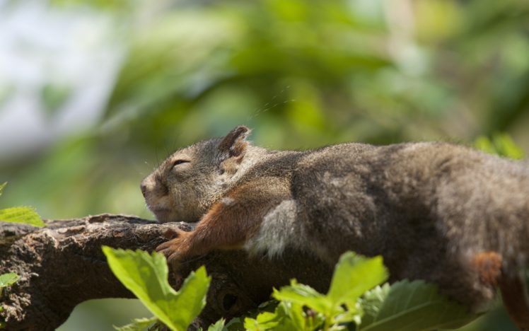 squirrel, Sleep, Squirrels, Humor, Cute HD Wallpaper Desktop Background