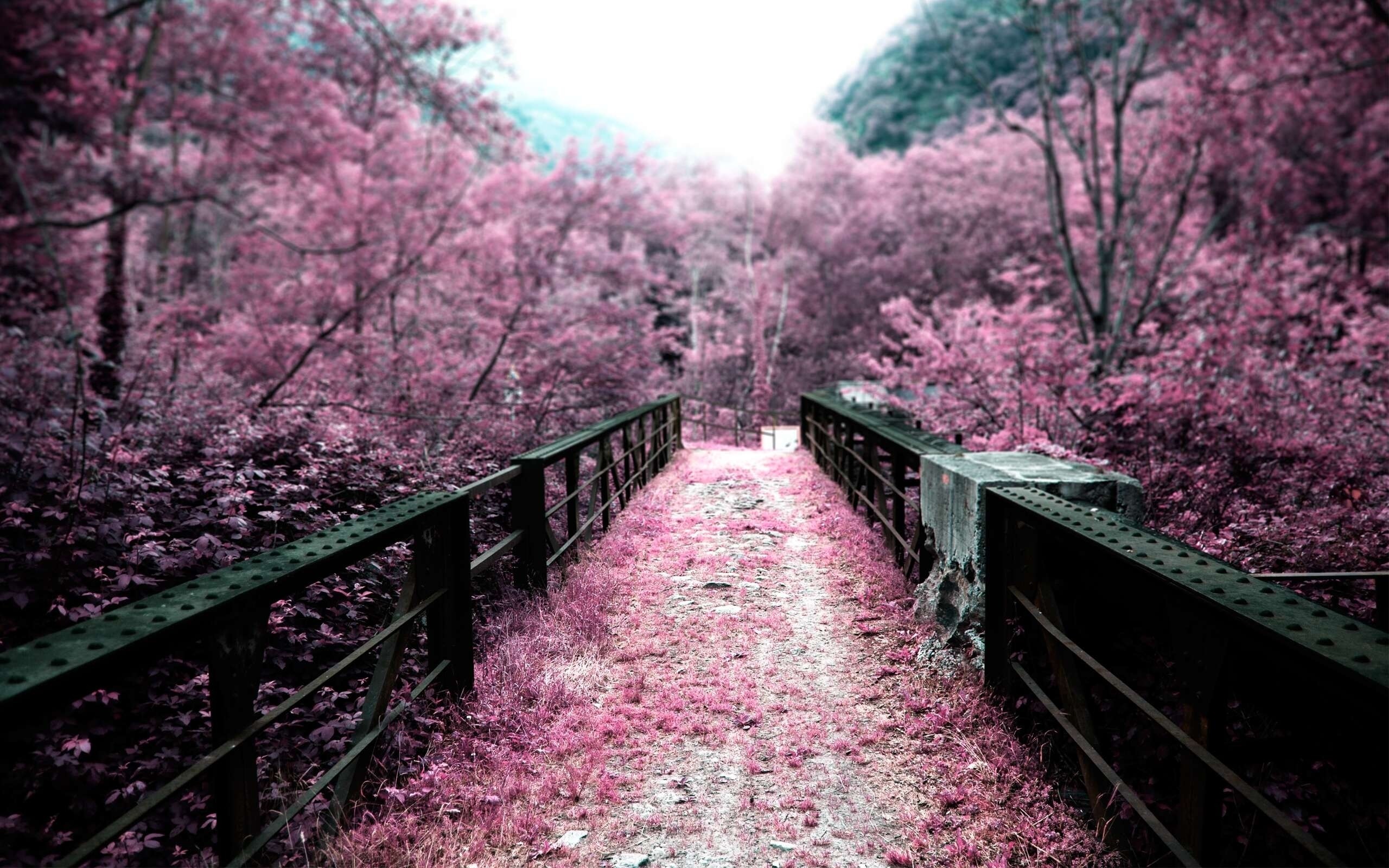 cherry, Blossoms, Bridges, Depth, Of, Field, Selective, Coloring, Pink, Flowers Wallpaper