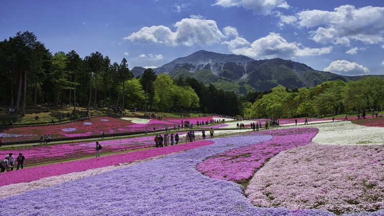 tokyo, Saitama, Landscape, Travel, Flower HD Wallpaper Desktop Background