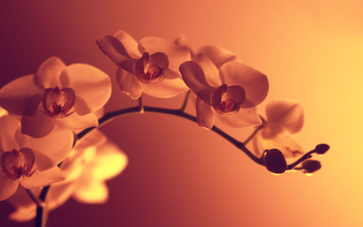 flowers, Sepia, Monochrome HD Wallpaper Desktop Background