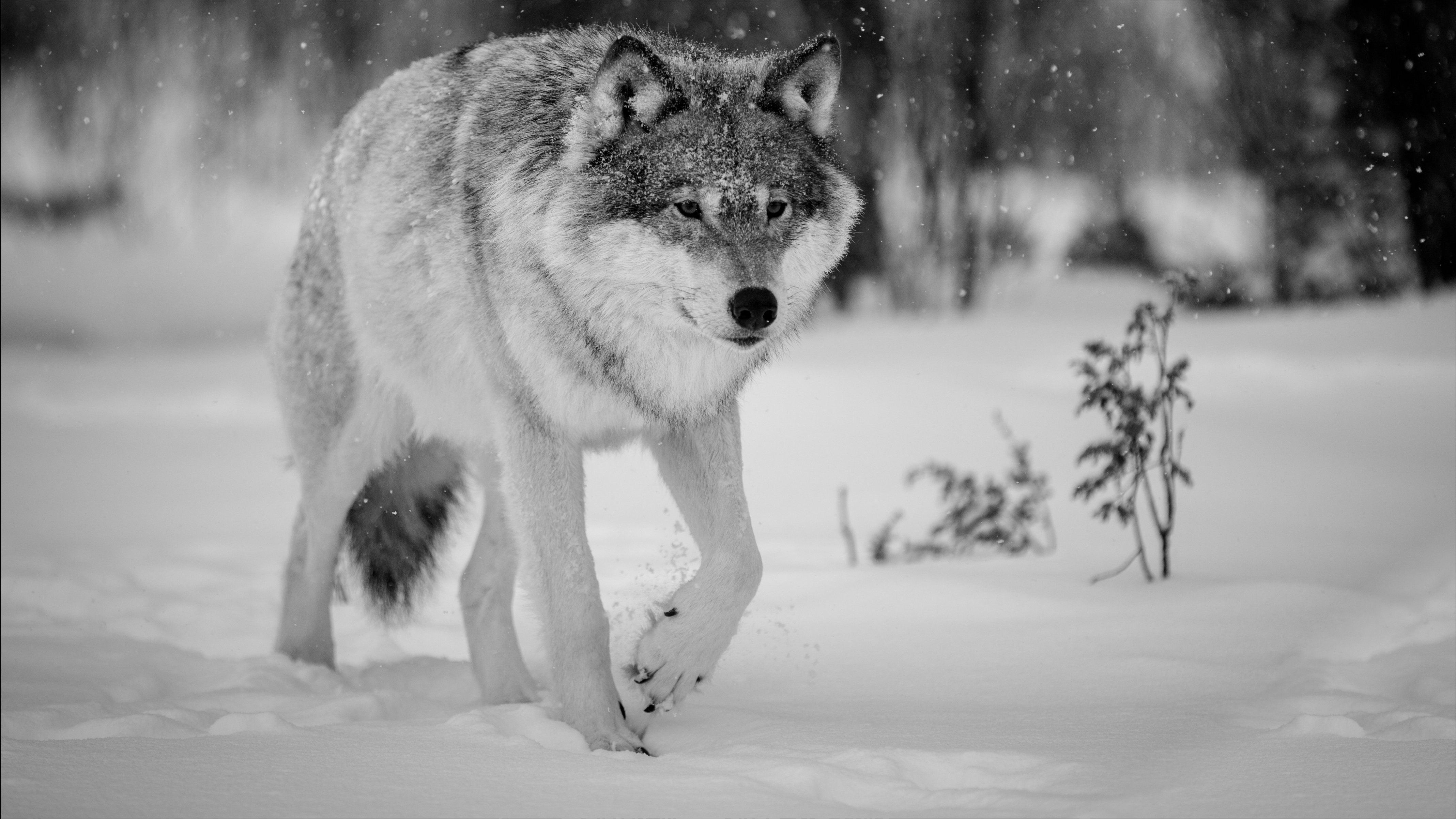 Download hd wallpapers of 837585-winter, Snow, Landscape, Nature, Wolf, Wol...