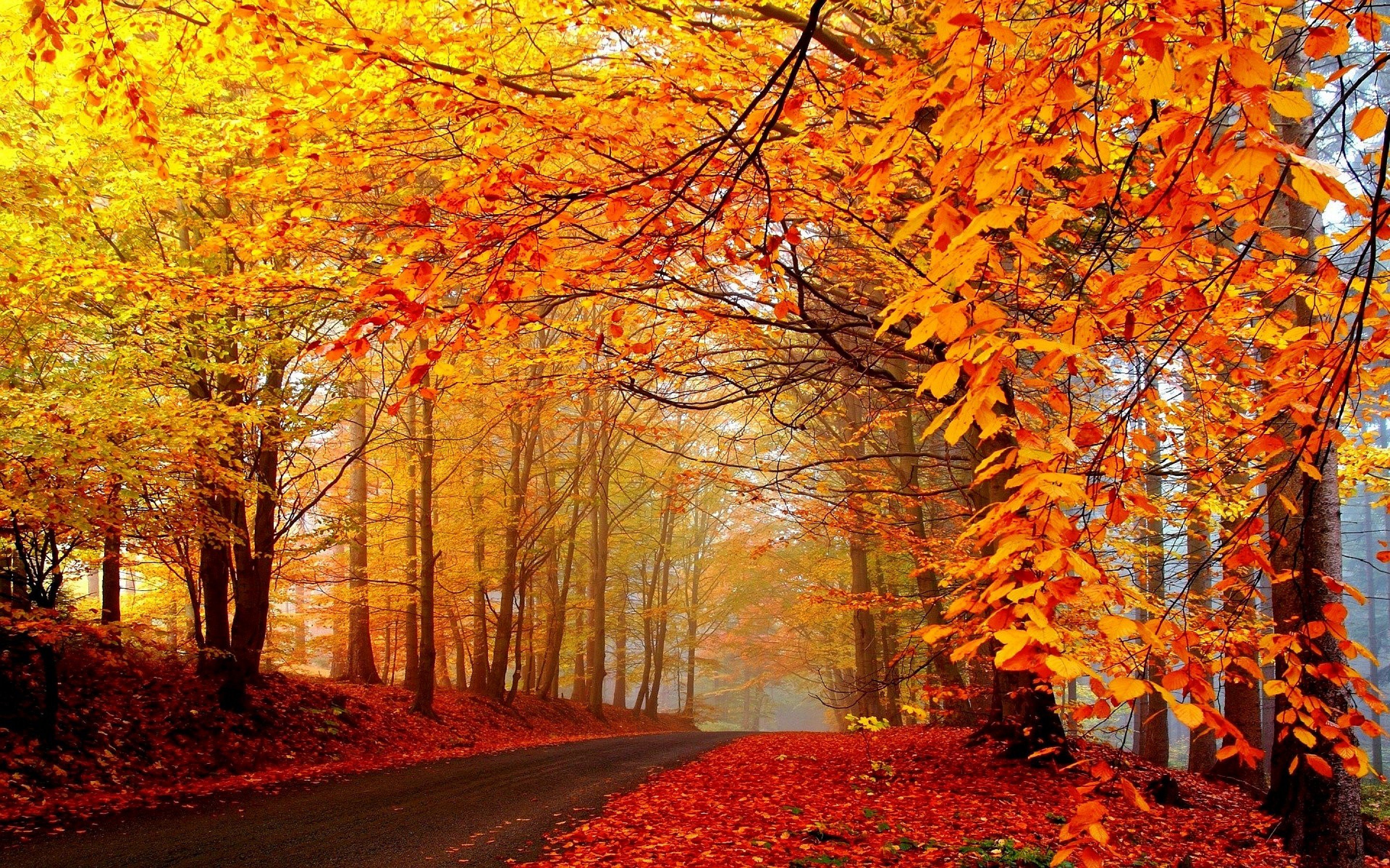 Autumn Fall Landscape Nature Tree Forest Leaf Leaves Road Path