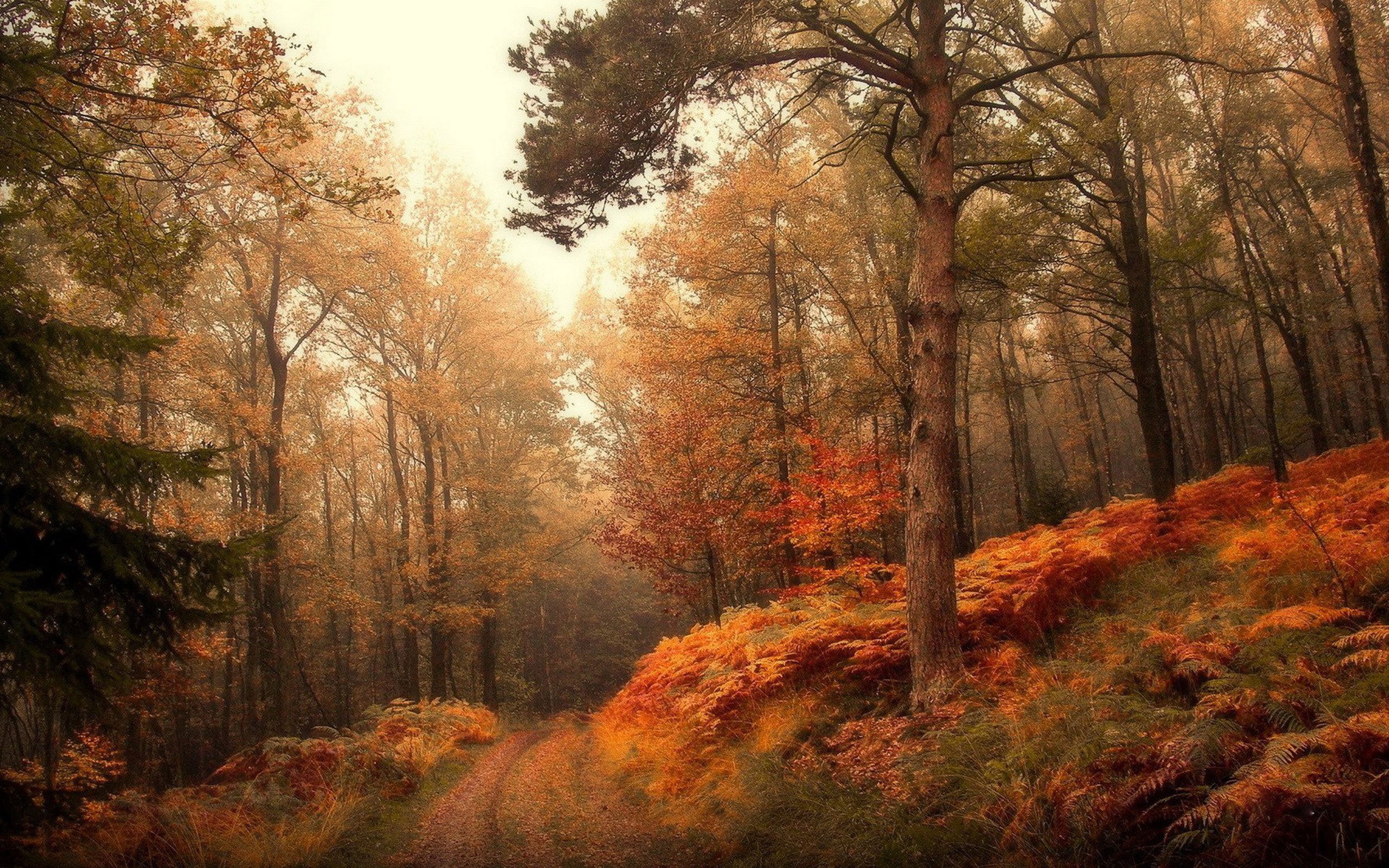 autumn, Fall, Landscape, Nature, Tree, Forest, Leaf, Leaves Wallpaper