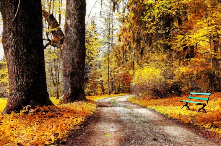 autumn, Fall, Landscape, Nature, Tree, Forest, Leaf, Leaves, Bench HD Wallpaper Desktop Background