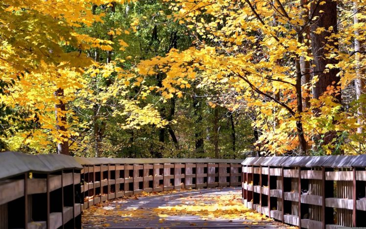 autumn, Fall, Landscape, Nature, Tree, Forest, Leaf, Leaves, Bridge HD Wallpaper Desktop Background