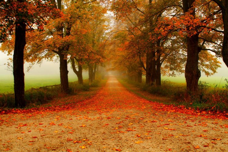 autumn, Fall, Landscape, Nature, Tree, Forest, Leaf, Leaves, Fence, Path, Trail, Road HD Wallpaper Desktop Background