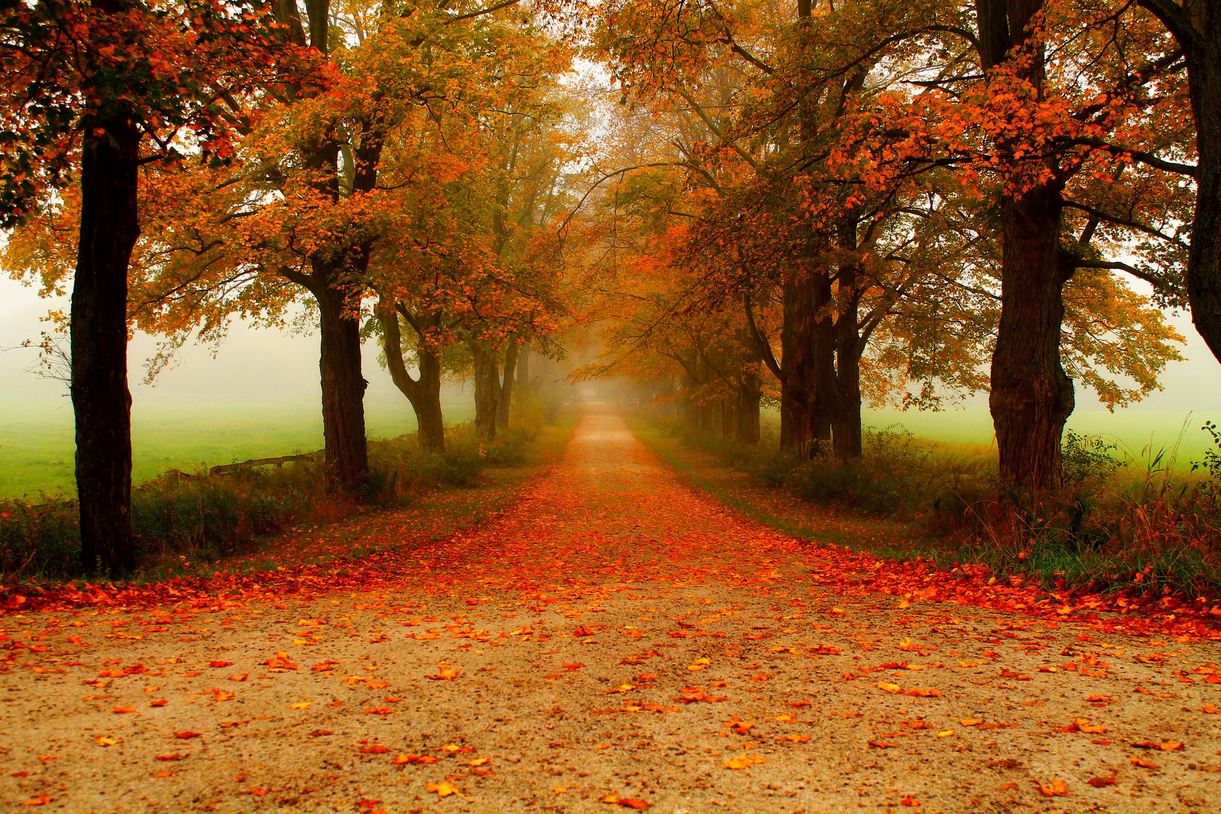 autumn, Fall, Landscape, Nature, Tree, Forest, Leaf, Leaves, Fence, Path, Trail, Road Wallpaper