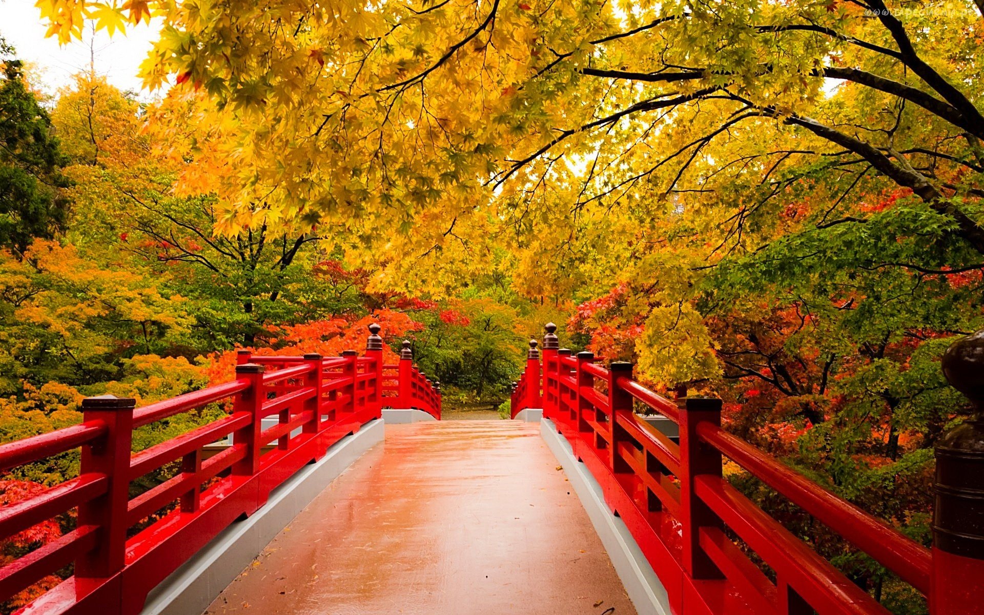 autumn, Fall, Landscape, Nature, Tree, Forest, Leaf, Leaves, Path, Trail, Bridge Wallpaper