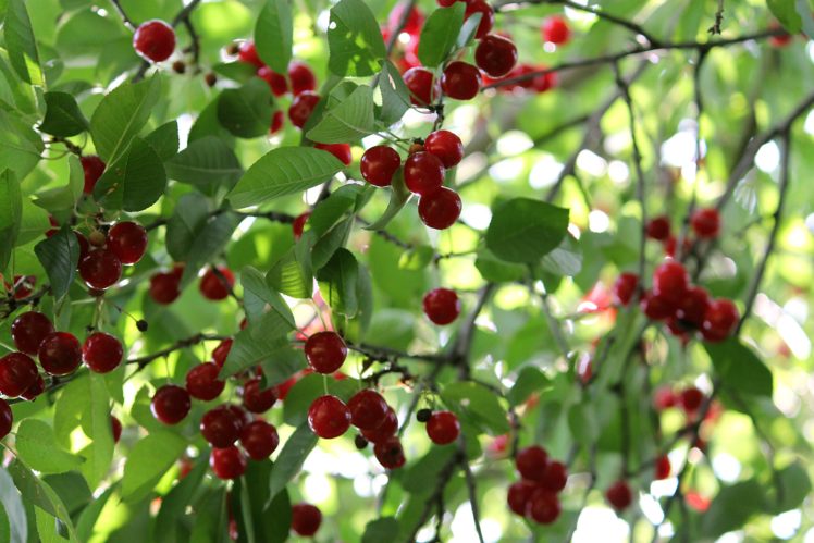 berries, Cherry, Harvest, Ripe, Tasty, Tree, Leaves, Summer HD Wallpaper Desktop Background