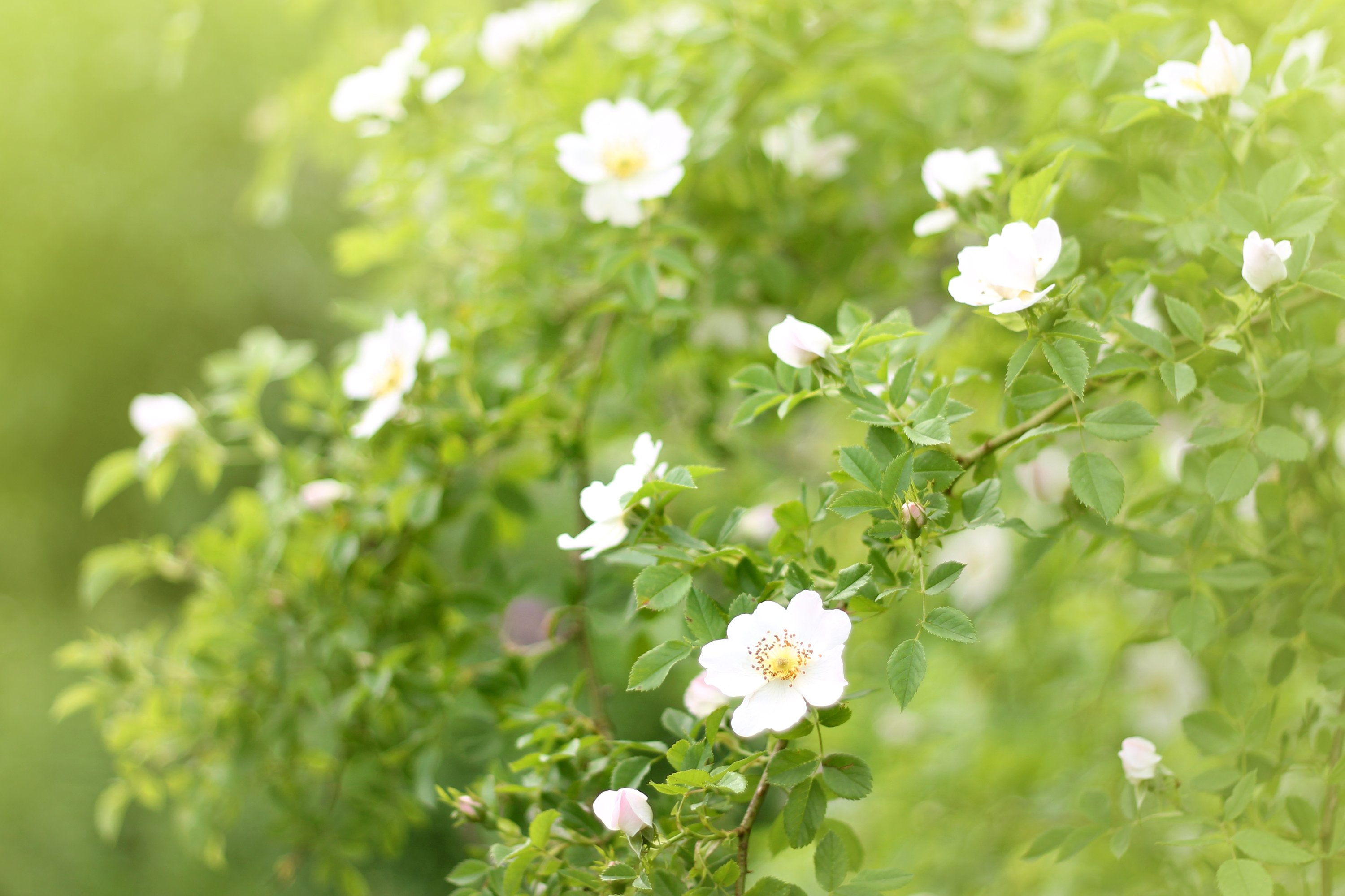 dog rose, Flowers, Blossom, Leaves, Plant, Summer, Sunlight Wallpaper