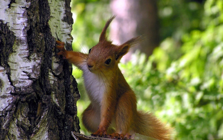 squirrel, Squirrels HD Wallpaper Desktop Background