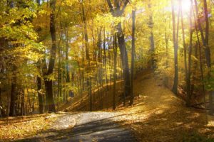 sunlight, Autumn, Trees, Sunrise, Leaves, Leaf, Road, Roads, Path, Trail