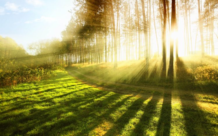 trees, Forest, Light, Grass, Sun, Rays, Sunrise, Sunset Wallpapers HD /  Desktop and Mobile Backgrounds