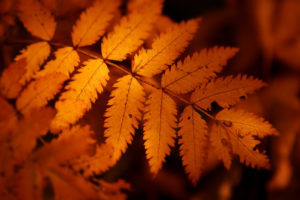 brown, Autumn, Leaf
