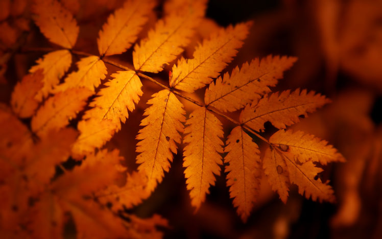 brown, Autumn, Leaf HD Wallpaper Desktop Background