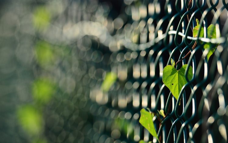 fences, Leaves, Macro, Depth, Of, Field, Chain, Link, Fence HD Wallpaper Desktop Background