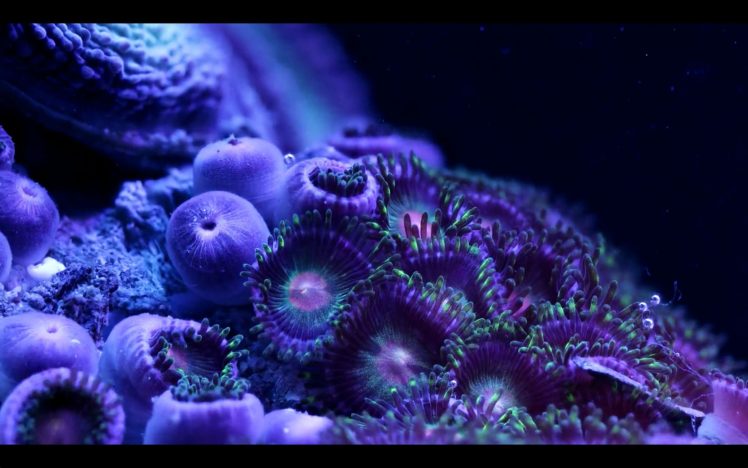 sea, Life, Underwater, Sea, Ocean, Art, Artwork, 3 d, Psychedelic, Coral, Sealife HD Wallpaper Desktop Background