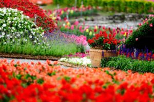 flowers, Park, Garden, Color, Gardens, Macro, Bokeh