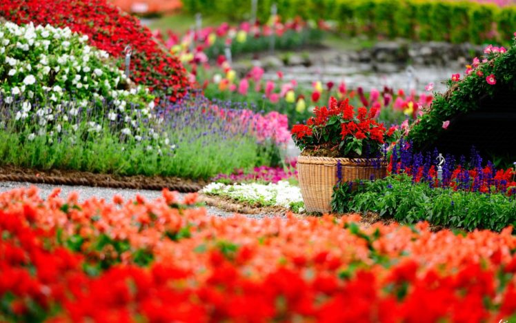 flowers, Park, Garden, Color, Gardens, Macro, Bokeh HD Wallpaper Desktop Background
