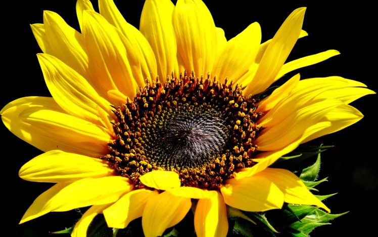 sunflowers, Sunflower, Yellow, Flower HD Wallpaper Desktop Background