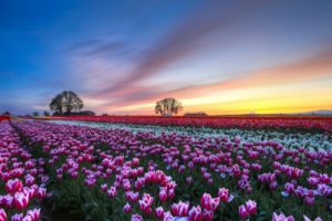 tulips, Colorful, Flowers, Trees, Evening, Sunset, Sky, Clouds, Hdr, Bokeh