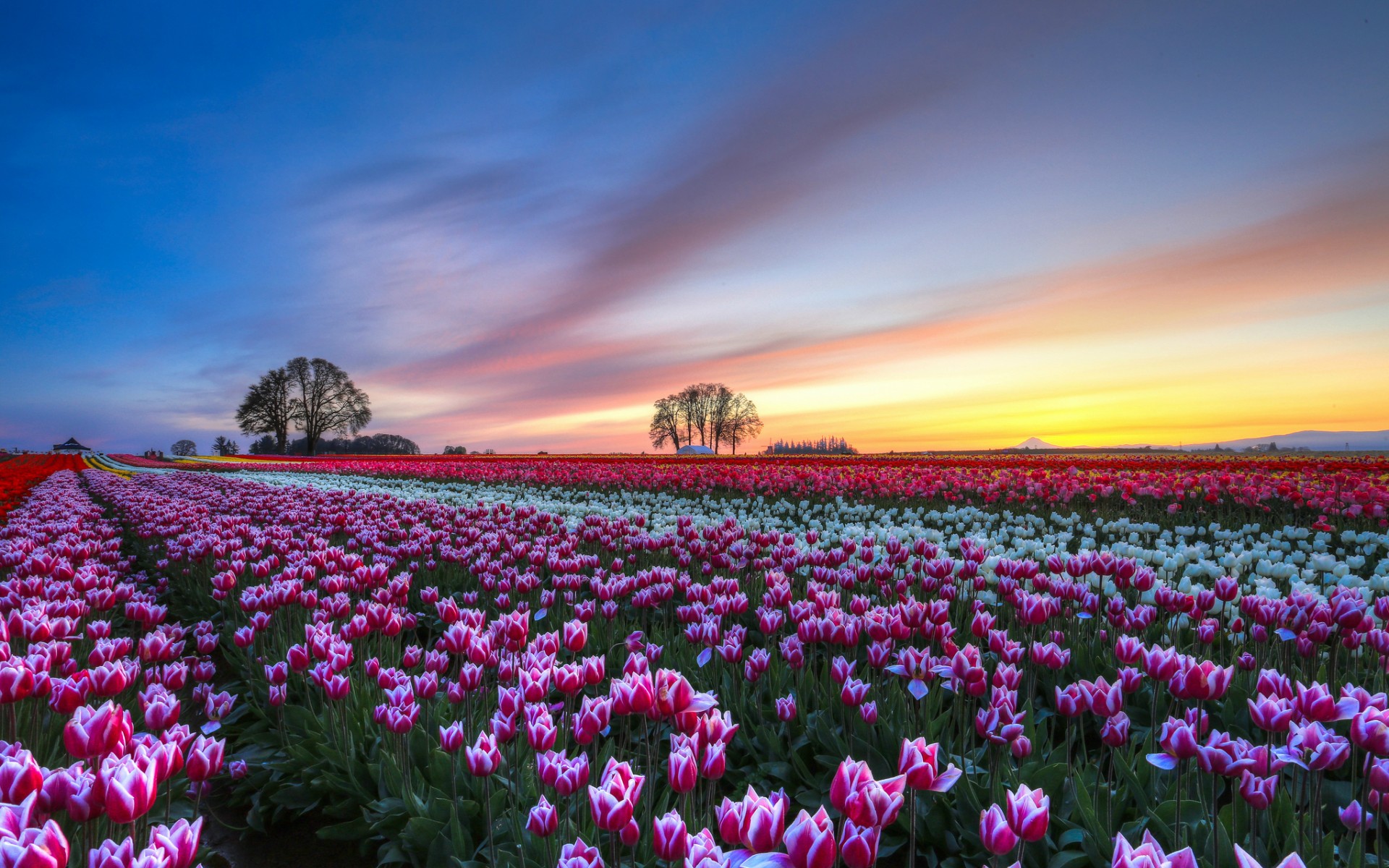tulips, Colorful, Flowers, Trees, Evening, Sunset, Sky, Clouds, Hdr, Bokeh Wallpaper