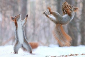 squirrel, Flying, Winter, Nature, Beautiful