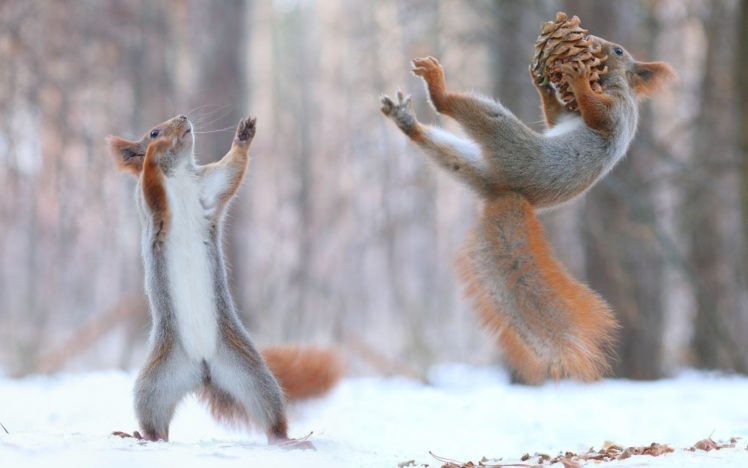 squirrel, Flying, Winter, Nature, Beautiful HD Wallpaper Desktop Background