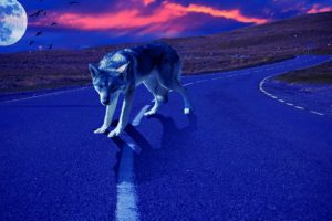 sunset, Planet, Road, Wolf