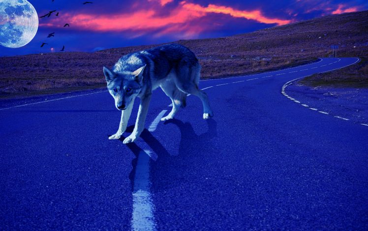 sunset, Planet, Road, Wolf HD Wallpaper Desktop Background