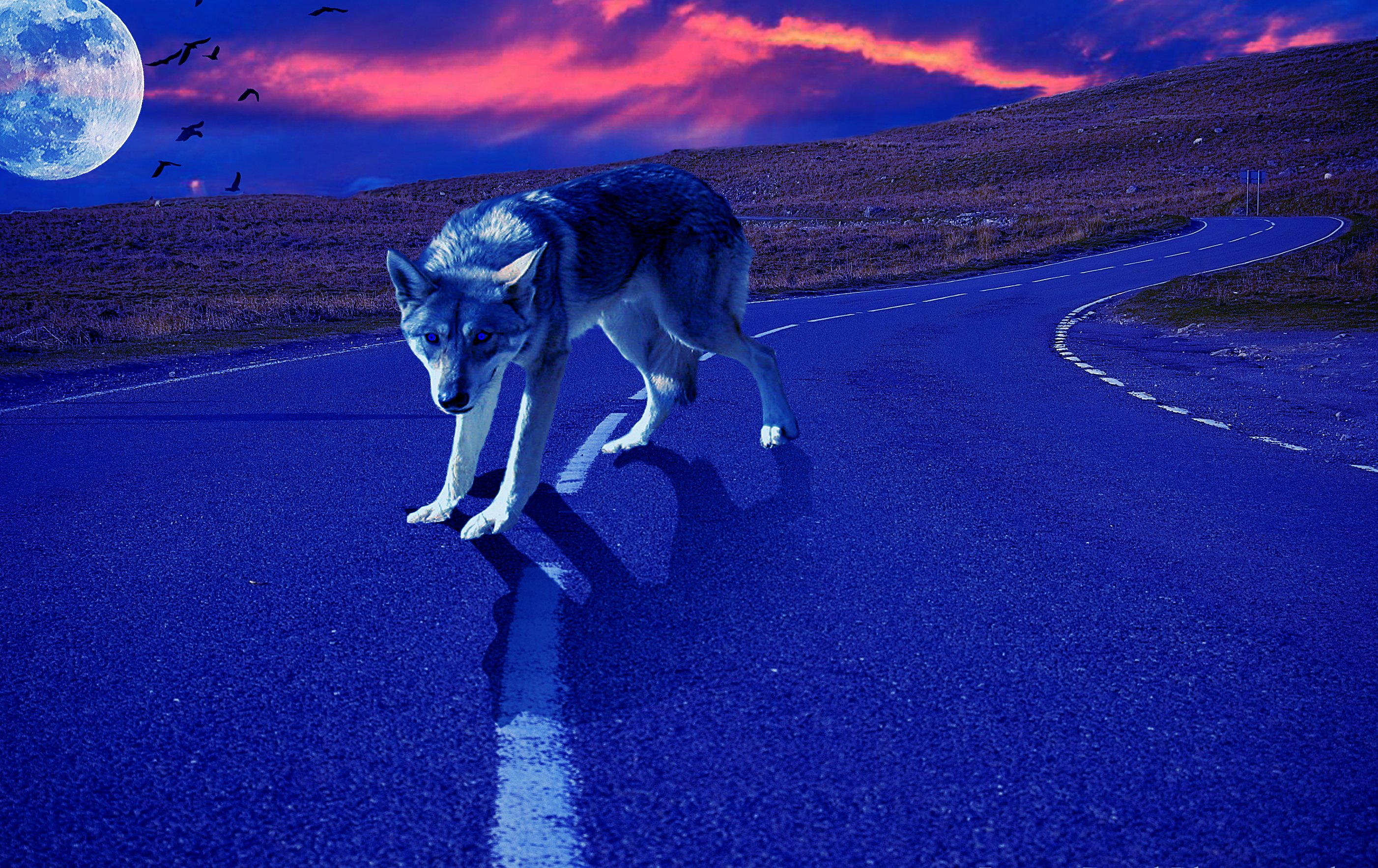 sunset, Planet, Road, Wolf Wallpaper