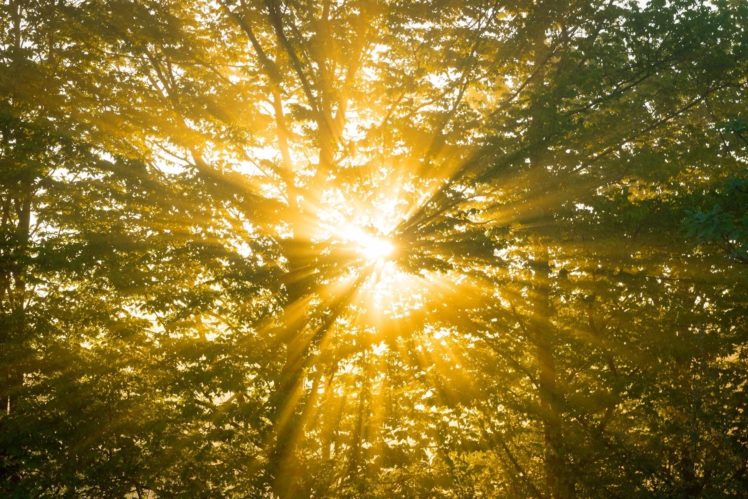 forest, Trees, Sun, Light, Rays, Summer HD Wallpaper Desktop Background