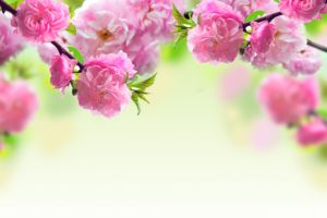 pink, Flowering, Flowers, Spring, Branches