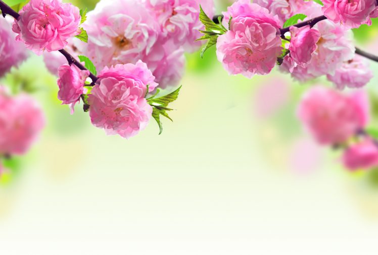 pink, Flowering, Flowers, Spring, Branches HD Wallpaper Desktop Background